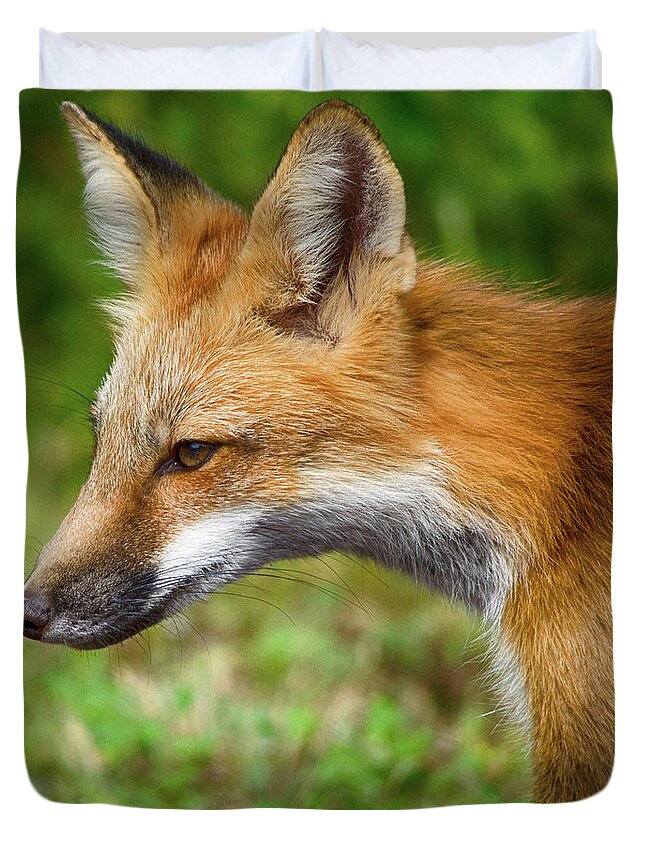 Red Fox Duvet Cover featuring the photograph Red Fox 2 by WB Johnston