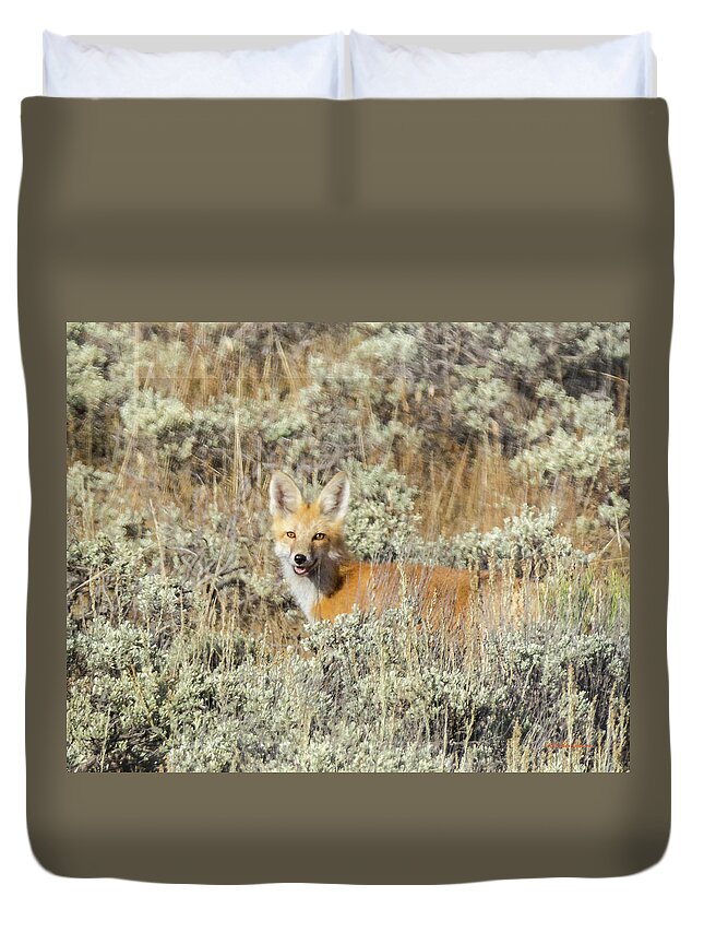 Red Fox Duvet Cover featuring the photograph Red Fox in Sage Brush by Stephen Johnson