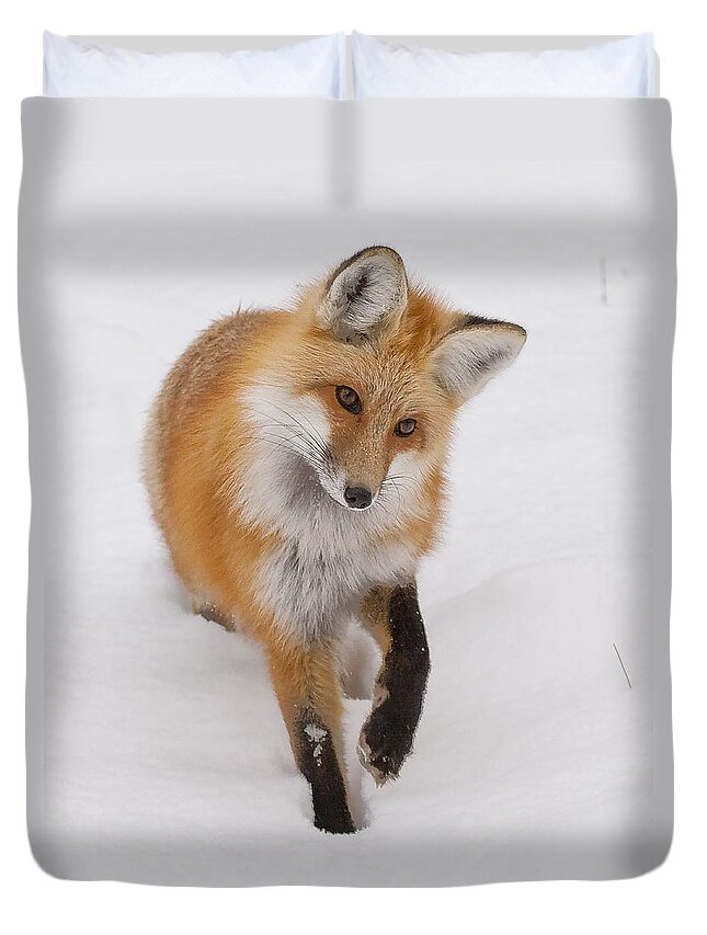 Red Fox Duvet Cover featuring the photograph Red Fox Portrait by Mark Miller