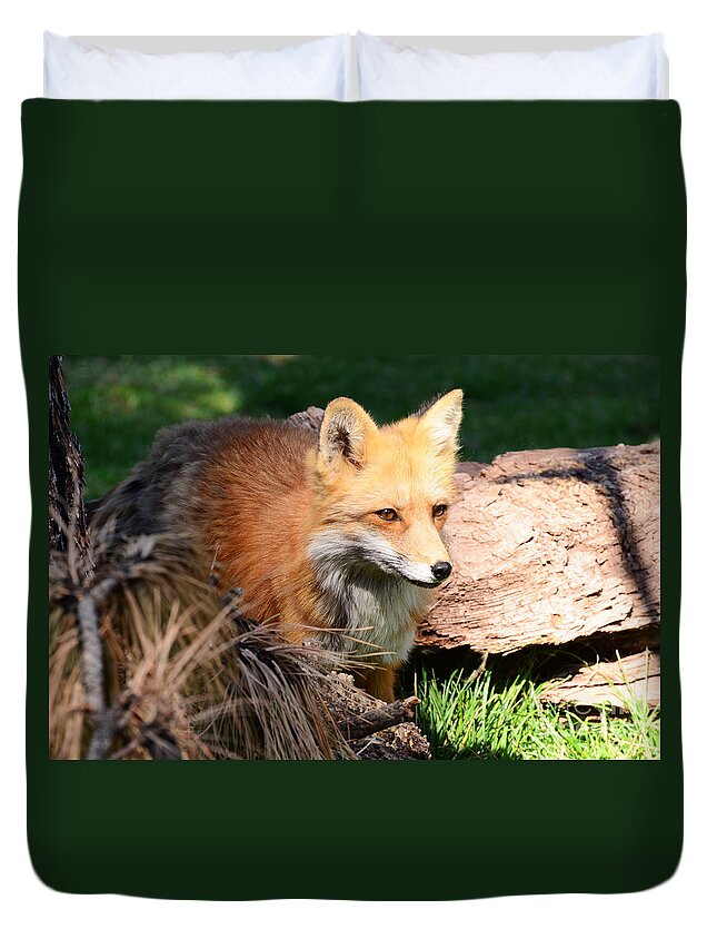 Habitat Duvet Cover featuring the photograph Red Fox on Patrol by Debby Pueschel