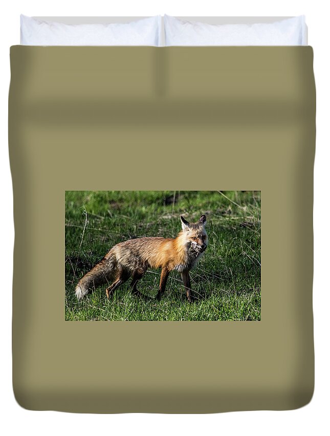 Fox Duvet Cover featuring the photograph Red Fox by Paul Freidlund