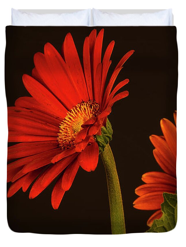 Red Duvet Cover featuring the photograph Red Gerbera Daisy 1 by Richard Rizzo
