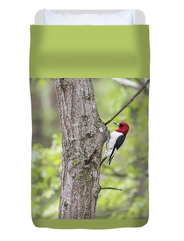 Red-headed Woodpecker (melanerpes Erythrocephalus) Duvet Cover featuring the photograph Red-headed Woodpecker 2017-2 by Thomas Young
