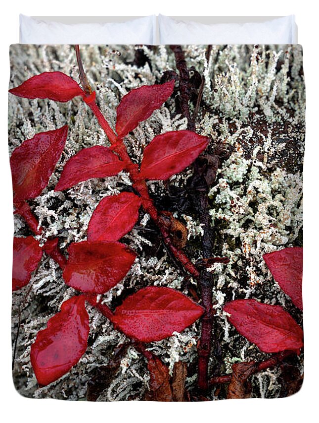 Red Leaves Duvet Cover featuring the photograph Red Leaves by Christopher Johnson