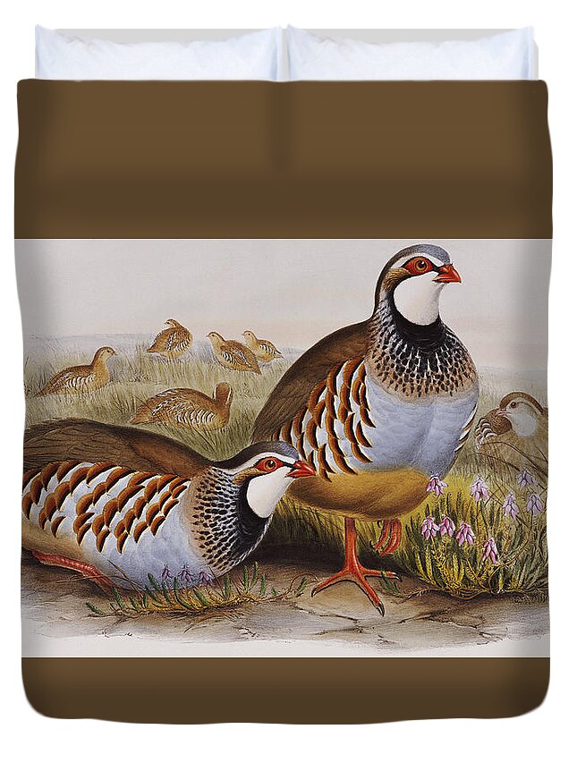 Partridge Duvet Cover featuring the painting Red-legged Partridges by John Gould