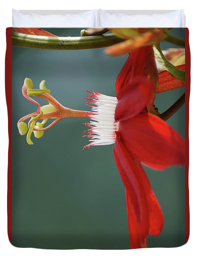 Passion Flower Duvet Cover featuring the photograph Red Passion Flower by Rebekah Zivicki