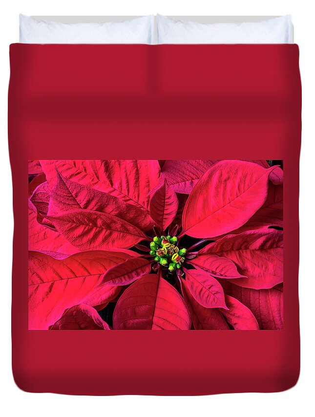 Red Poinsettia Duvet Cover featuring the photograph Red Poinsettia by Garry Gay
