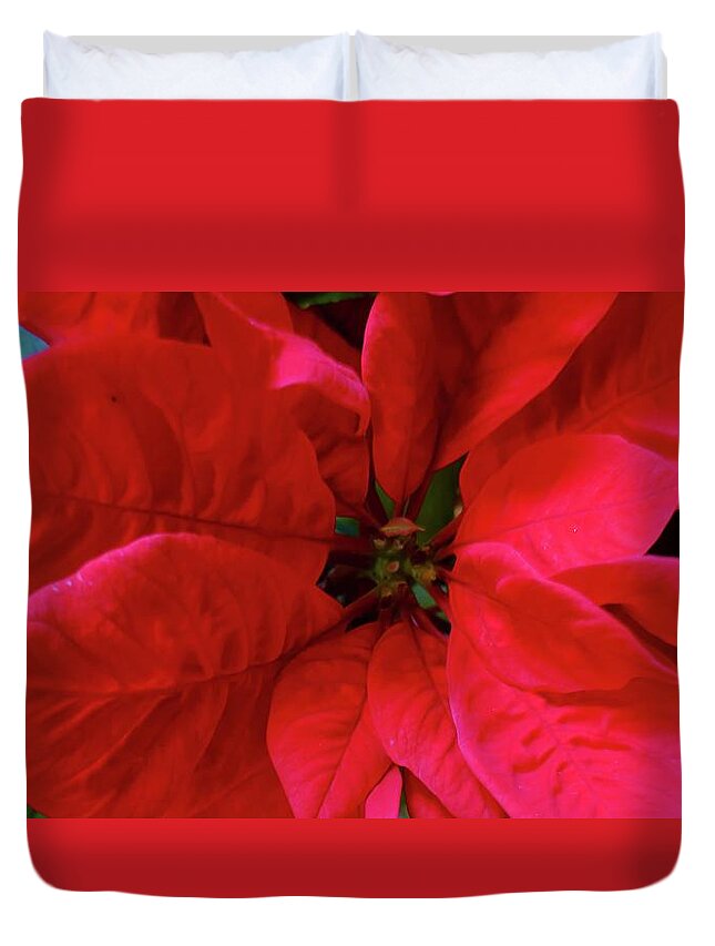Poinsettia Duvet Cover featuring the photograph Red Poinsettia by Jennifer Wheatley Wolf