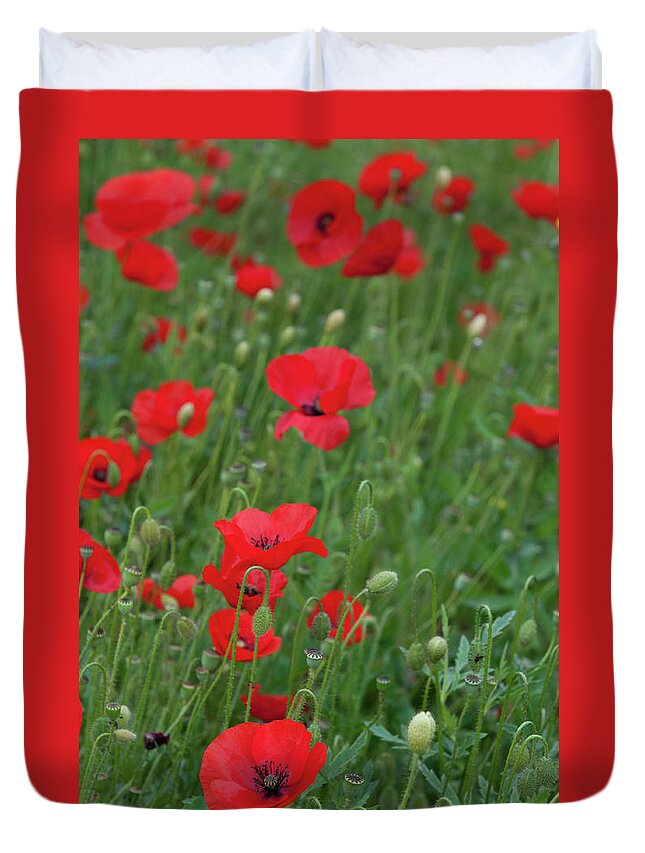 Poppy Duvet Cover featuring the photograph Red poppie anemone field by Michalakis Ppalis