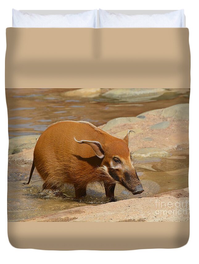 Red River Hog Duvet Cover featuring the photograph Red River Hog by Savannah Gibbs