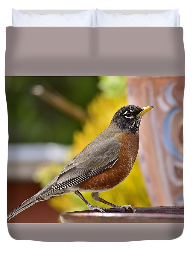 Linda Brody Duvet Cover featuring the photograph Red Robin Portrait by Linda Brody