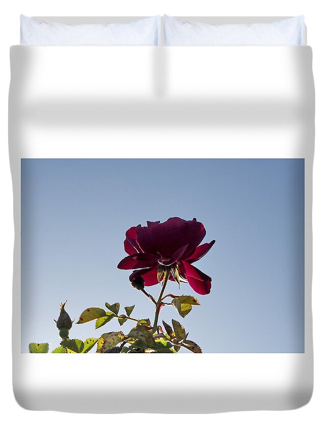 Botanical Duvet Cover featuring the photograph Red Rose Morning by Richard Thomas