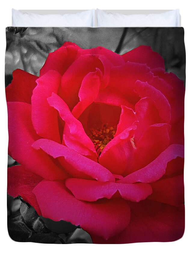 Floral Duvet Cover featuring the photograph Red Rose on Black and White by Mikki Cucuzzo