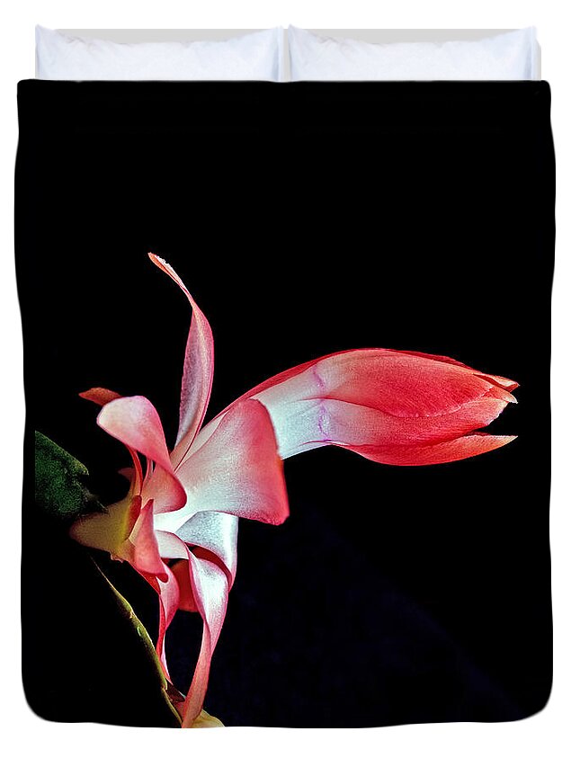 Schlumbergera Duvet Cover featuring the photograph Red Schlumbergera or Christmas Cactus by Winston D Munnings