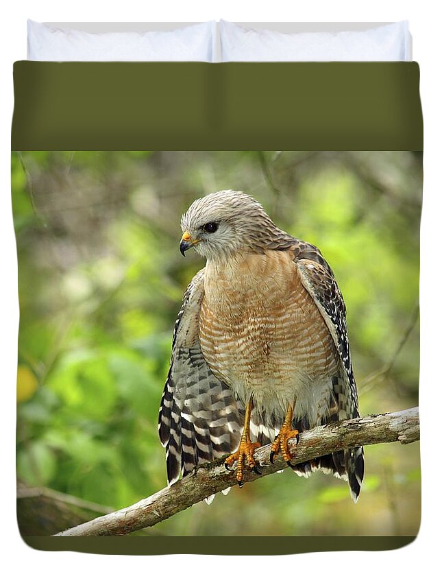 Bird Duvet Cover featuring the photograph Red-shouldered Hawk by Gary Corbett
