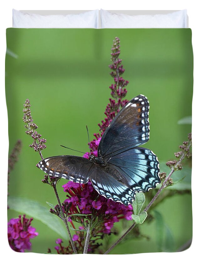 Red-spotted Purple Butterfly Duvet Cover featuring the photograph Red-spotted Purple Butterfly on Butterfly Bush by Robert E Alter Reflections of Infinity