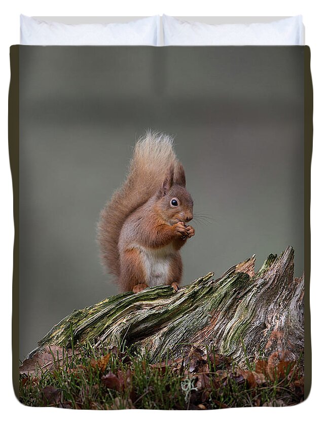 Red Duvet Cover featuring the photograph Red Squirrel Nibbling A Nut by Pete Walkden
