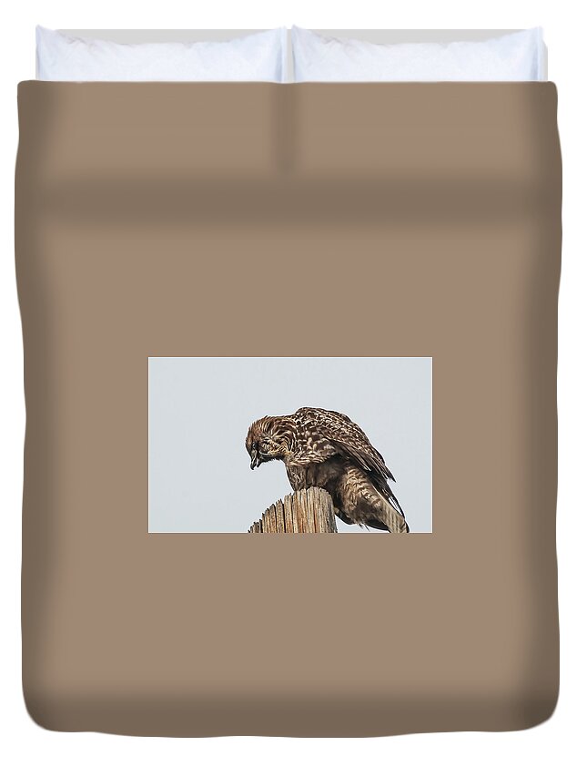 Hawk Duvet Cover featuring the photograph Adult Accipiter by Rick Mosher
