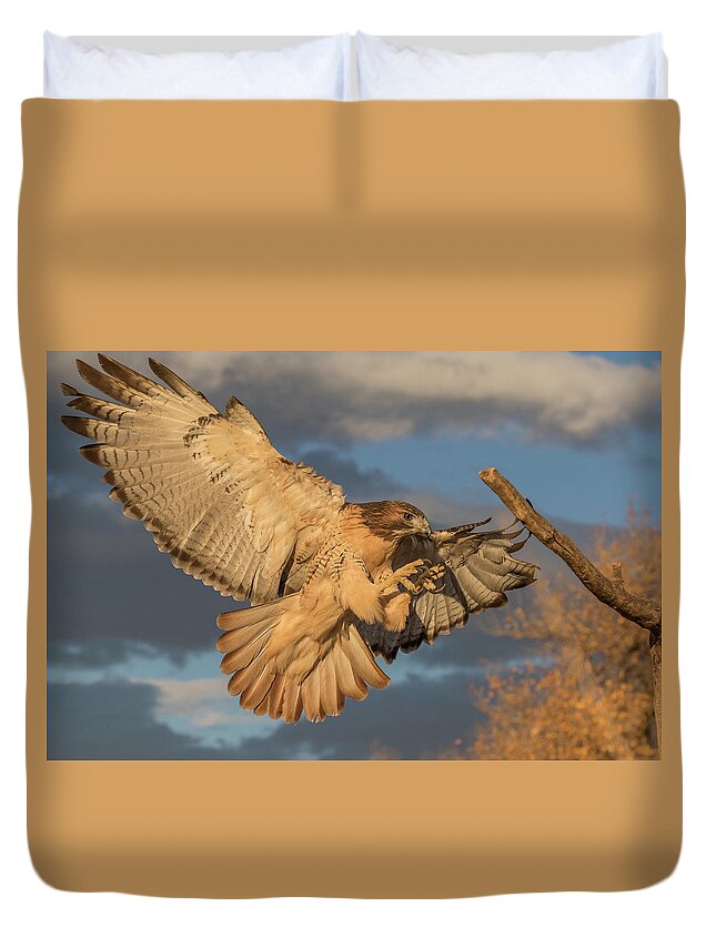 Red Tailed Hawk Duvet Cover featuring the photograph Red-tailed Hawk Focuses on the Landing by Tony Hake