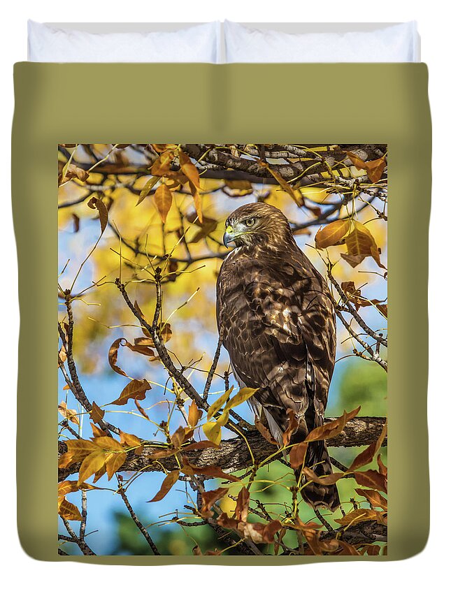 Buteo Jamaicensis Duvet Cover featuring the photograph Red-tailed Hawk in Fall Color by Dawn Key