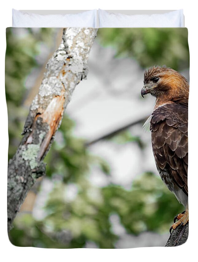 Red Tailed Hawk Duvet Cover featuring the photograph Red Tailed Hawk by Sam Rino
