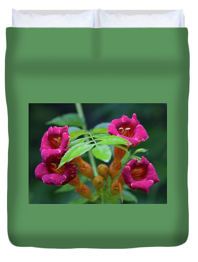 Trumpet Vine Duvet Cover featuring the photograph Red Trumpet Creeper Vine Wildflowers by Kathy Clark