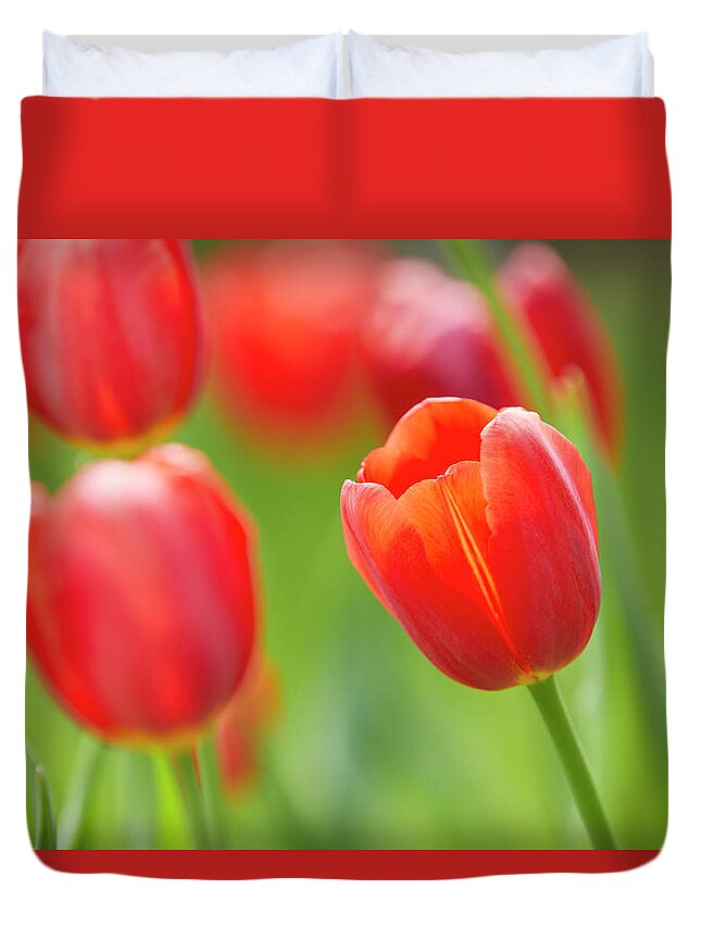Garden Gate Duvet Cover featuring the photograph Red tulip by Garden Gate magazine
