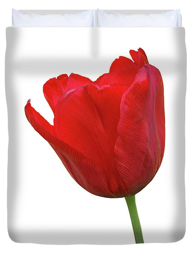 Tulip Duvet Cover featuring the photograph Red Tulip Open On White by Gill Billington