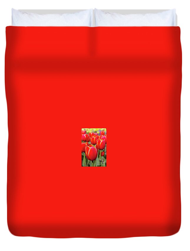 Tulips Duvet Cover featuring the photograph Red and Yellow Tulips I by Karen Jorstad