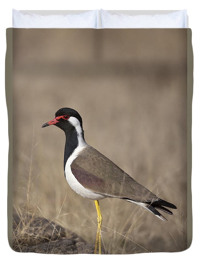 Red-wattled Lapwing Duvet Cover featuring the photograph Red-wattled Lapwing by Bernd Rohrschneider/FLPA