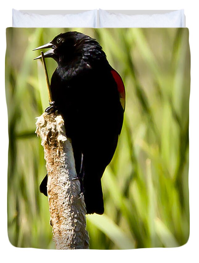 Wildlife Duvet Cover featuring the photograph Red-winged Blackbird by Albert Seger