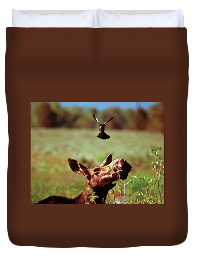 Moose Duvet Cover featuring the photograph Red-Winged Blackbird Attacking Moose by Ted Keller