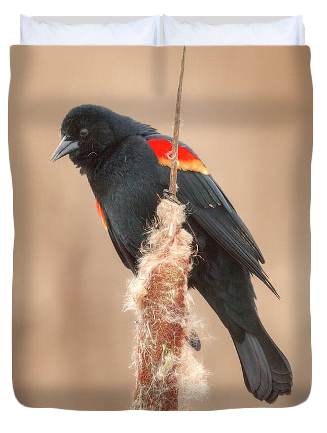 Bird Duvet Cover featuring the photograph Red-Winged Blackbird by Kristina Rinell