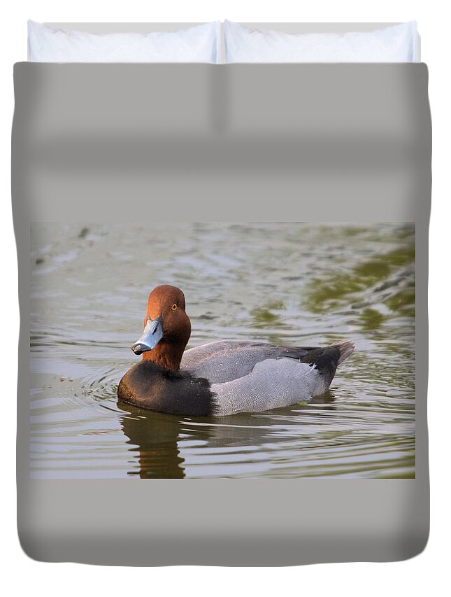 Duck Duvet Cover featuring the photograph Redhead Duck Swimming by John Harmon