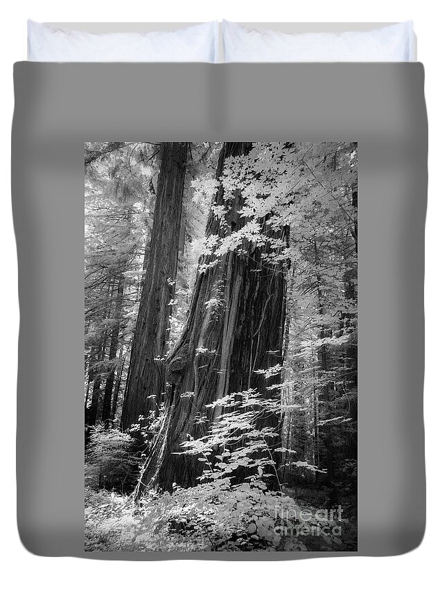 California Duvet Cover featuring the photograph Redwood Trunk by Craig J Satterlee