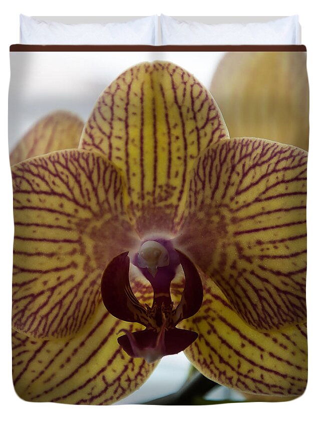 Orchid Duvet Cover featuring the photograph Regal Orchid Bloom by Kirt Tisdale