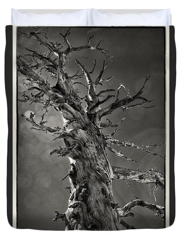 Tree Duvet Cover featuring the photograph Resilience in the Sierras by Lawrence Knutsson