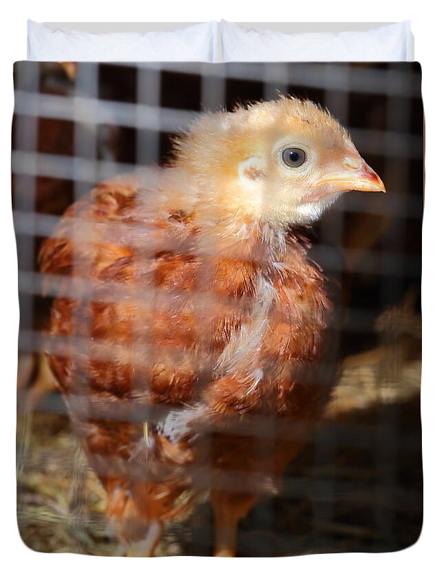 Chicken Duvet Cover featuring the photograph Rhode Island Red Chick At Five Weeks by Daniel Reed