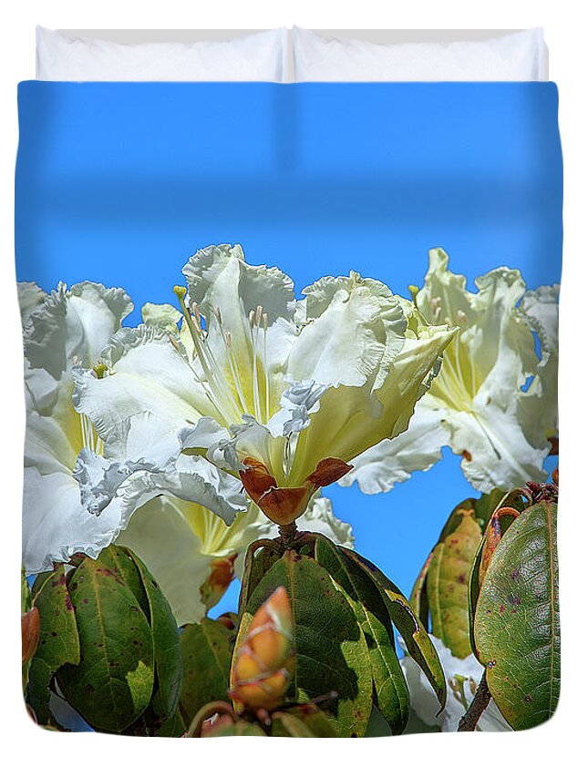 Nature Duvet Cover featuring the photograph Rhododendron ciliicalyx DTHN0213 by Gerry Gantt