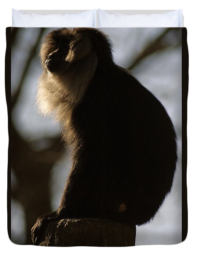 Memphis Zoo Duvet Cover featuring the photograph Rim Light by DArcy Evans