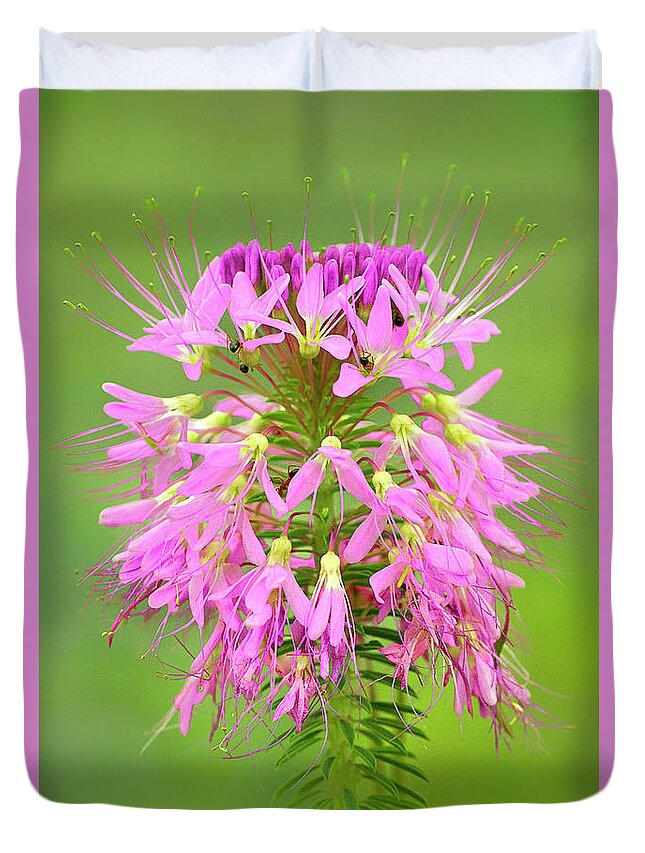 Dave Welling Duvet Cover featuring the photograph Rocky Mountain Beeplant Wildflower Cleome Serrulata Wi by Dave Welling