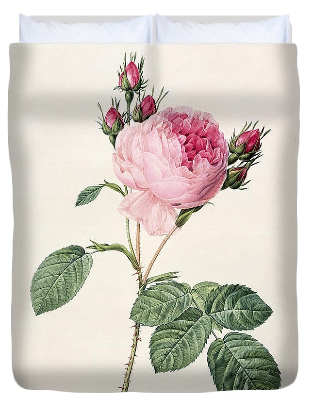 Rosa Duvet Cover featuring the drawing Rosa Centifolia by Pierre Joseph Redoute