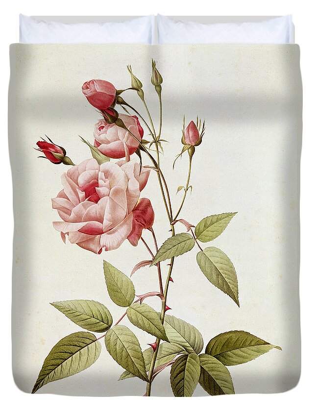 Rosa Duvet Cover featuring the painting Rosa Indica Vulgaris by Pierre Joseph Redoute