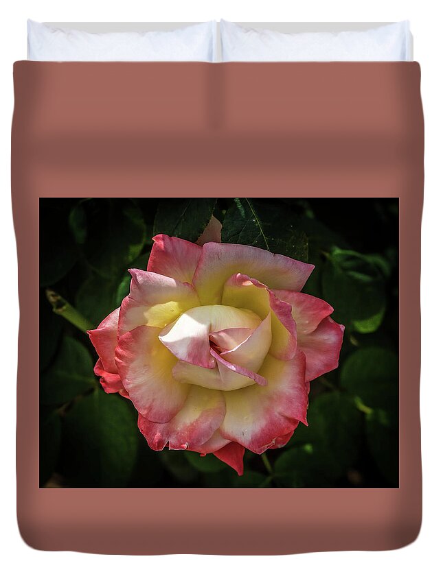 Ringling Museum Garden Walk Duvet Cover featuring the photograph Rose from Mable Ringling's Garden by Richard Goldman