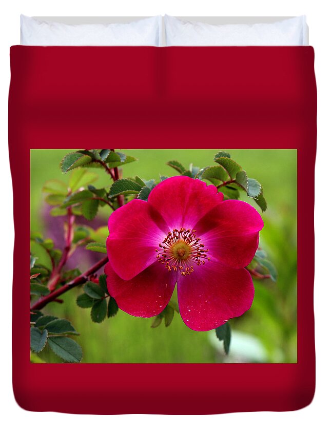 Dreamer By Design Photography Duvet Cover featuring the photograph Rose Garden by Kami McKeon