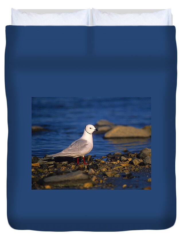 Ross's Gull Duvet Cover featuring the photograph Ross's Gull by Tony Beck
