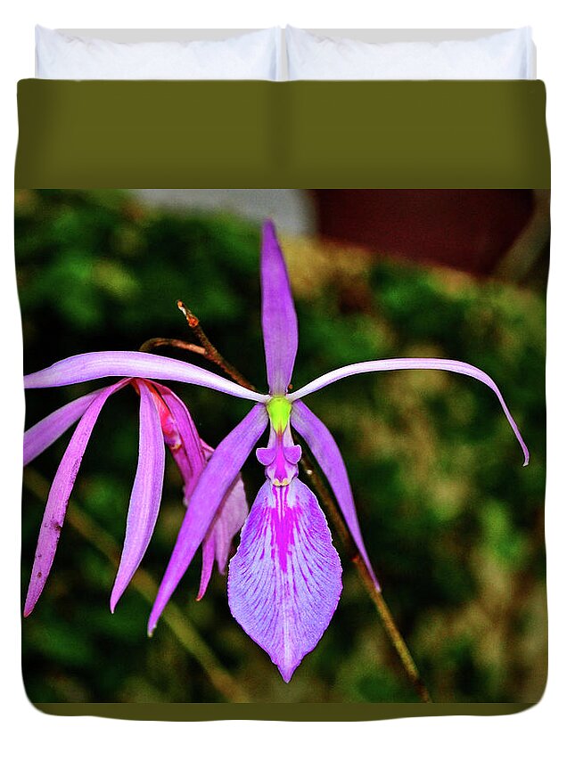 Orchid Duvet Cover featuring the photograph Rough Stemmed Encyclia - encyclia adenocaula 001 by George Bostian