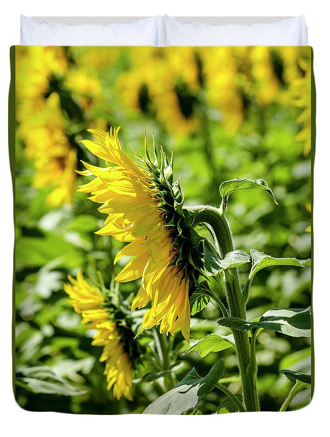 Agriculture Duvet Cover featuring the photograph Rows of Sunflowers by Teri Virbickis