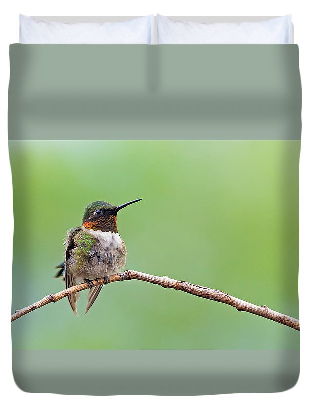 Hummingbirds Duvet Cover featuring the photograph Ruby-throated Hummingbird #2 by Jim Zablotny