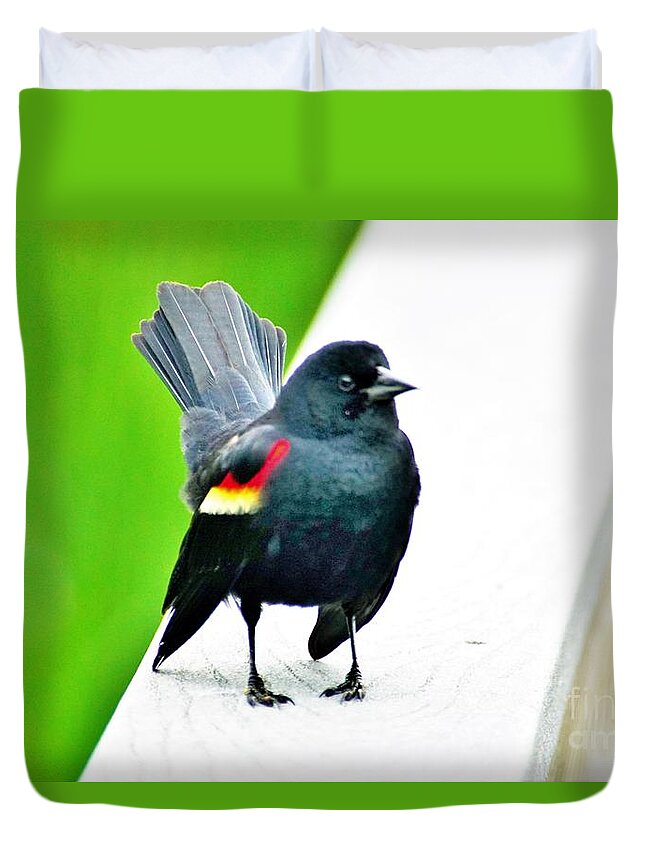 Red Winged Blackbird Duvet Cover featuring the photograph Ruffled and Determined by Merle Grenz